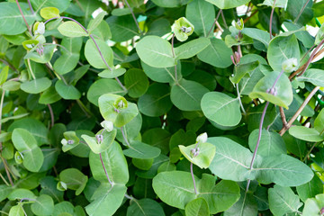 Honeysuckle decorative before flowering close-up. Green leaves and buds of tropical plants.