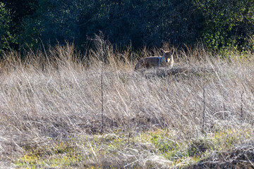 Coyote blending into the background out hunting in the morning