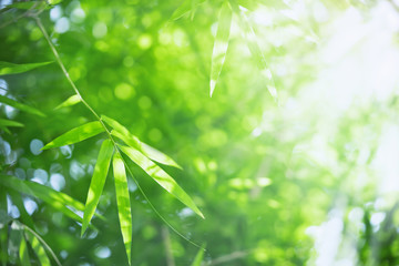 Bamboo leaves, Green leaf on blurred greenery background. Beautiful leaf texture in sunlight. Natural background. close-up of macro with free space for text.