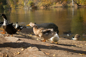 Wild Duck large plan on autumn lake