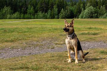Naklejka na ściany i meble dog breed similar to the German shepherd sitting in a meadow with an attentive look at his master waiting for his orders