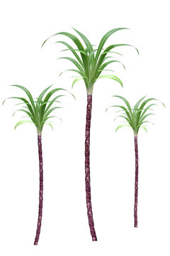sugarcane tree with White background (Isolated)
