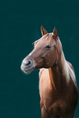 Obraz premium Braunes Pferd im Offenstall