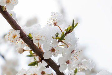 Obraz premium cherry blossom covered with snow