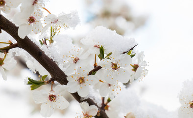 cherry blossom covered with snow