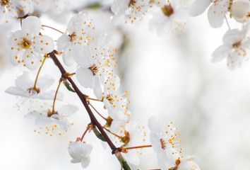 blooming cherry blossoms with snow