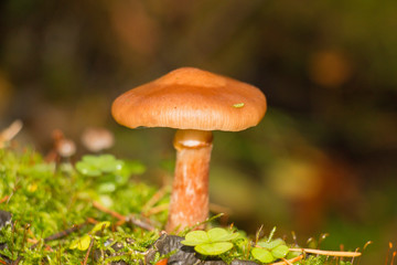 poisonous fungus mushroom