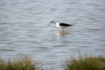 Black-winged stilt (Himantopus himantopus) wading in a lake, Namibia