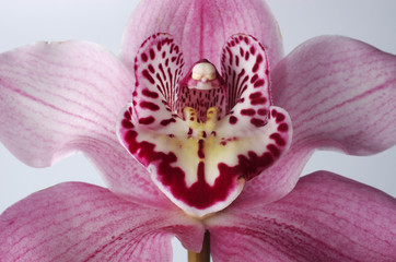 Orchid flower on a gray background.Isolated on gray.