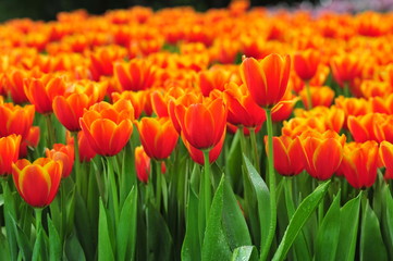 Beautiful blooming tulips in spring on the background blurred.