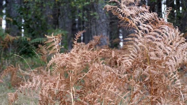 Dry Fern In Forest on the Autumn sun