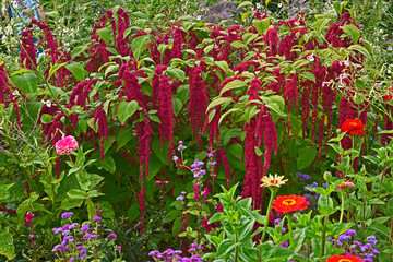 Detail of a flower border with Amaranthus caudatus, Love lies bleeding and Zinnias © Garden Guru