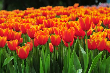 Beautiful blooming tulips in spring on the background blurred.
