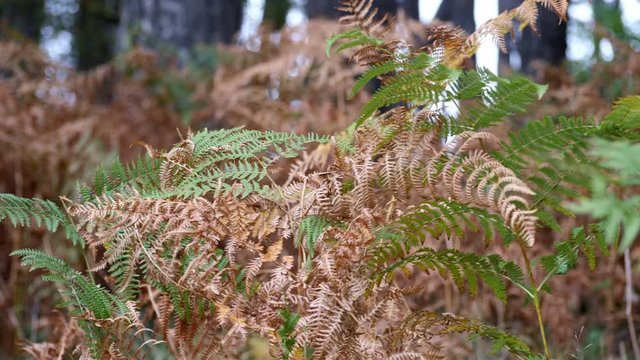 Dry Fern In Forest on the Autumn sun