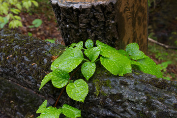 十二湖／青森県深浦町