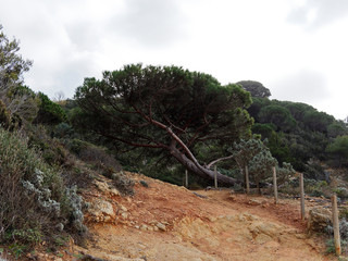 Cap Lardier dans le Var. Le sentier littoral bordé de sa flore colorée de garrigue...