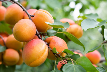 Ripe apricots in the orchard