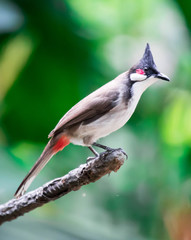 Red-whiskered Bulbul bird is a passerine bird found in Asia