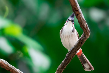 Red-whiskered Bulbul bird is a passerine bird found in Asia