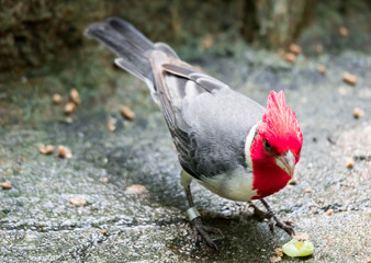 hawaiian red-crested cardinal Paroaria coronata bird