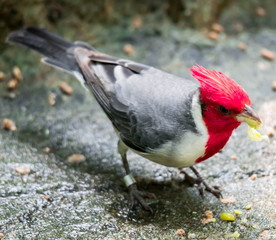 hawaiian red-crested cardinal Paroaria coronata bird