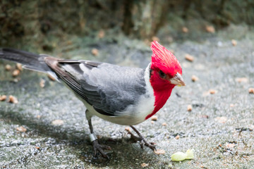 hawaiian red-crested cardinal Paroaria coronata bird