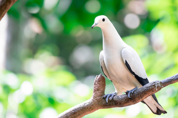 The Pied imperial pigeon (Ducula bicolor)stand on the branch. It is a relatively large, pied species of pigeon. It is found in forest, woodland, mangrove, plantations and scrub in Southeast Asia
