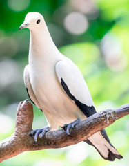 The Pied imperial pigeon (Ducula bicolor)stand on the branch. It is a relatively large, pied species of pigeon. It is found in forest, woodland, mangrove, plantations and scrub in Southeast Asia