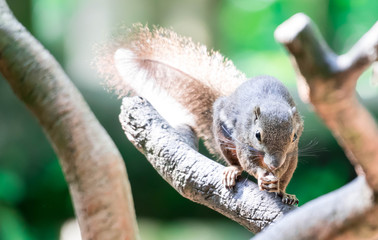Plantain squirrel, oriental squirrel or tricoloured squirrel (Callosciurus notatus). rodents, Mammal. On tree branch