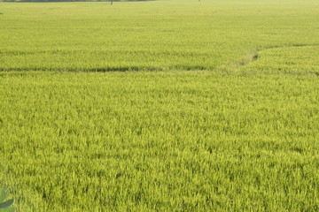 landscape of green rice fields in rural area, Beautiful green paddy fields in the countryside of india.