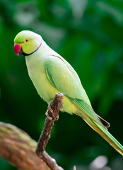 Rose-ringed Parakeet, Psittacula krameri, also known as Ring-necked Parakeet