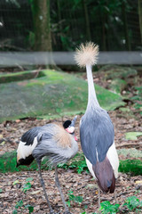Grey crowned crane, also known as the African crowned crane, golden crested crane, golden crowned crane, East African crane, East African crowned crane, Eastern crowned crane, South African crane