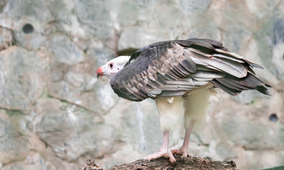 White-headed vulture (Trigonoceps occipitalis)