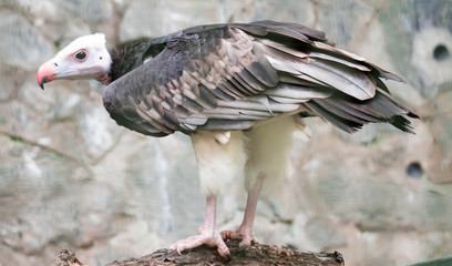 White-headed vulture (Trigonoceps occipitalis)
