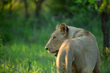 Lions in the late afternoon in the light