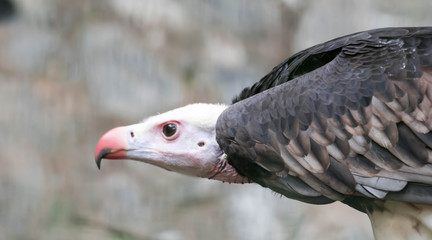 Close up of a White-headed vulture (Trigonoceps occipitalis)