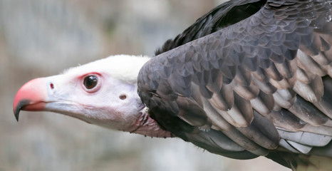 Close up of a White-headed vulture (Trigonoceps occipitalis)