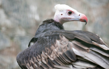 Close up of a White-headed vulture (Trigonoceps occipitalis)