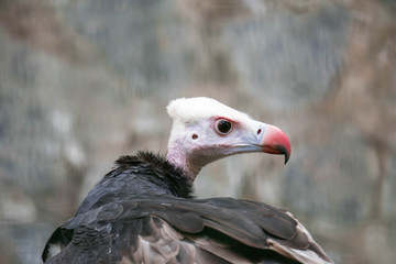 Close up of a White-headed vulture (Trigonoceps occipitalis)