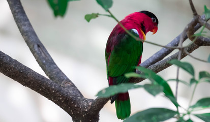 The yellow-bibbed lory (Lorius chlorocercus) perches on the branch. It is a species of parrot in the family Psittaculidae. It is endemic to the southern Solomon Islands.