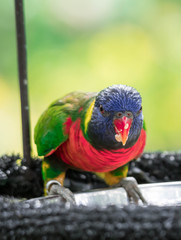 Rainbow lorikeet, Trichoglossus haematodus moluscanus, is beautifully colored parrot