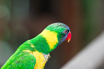 Rainbow Lorikeet, a species of parrot from Australia. Trichoglossus moluccanus