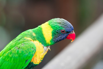 Rainbow Lorikeet, a species of parrot from Australia. Trichoglossus moluccanus