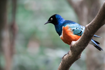 Superb Starling Bird Lamprotornis Superbus Sitting on Branch