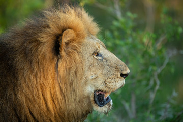 Large dominant male lion in the lowveld region of the Greater Kruger park.