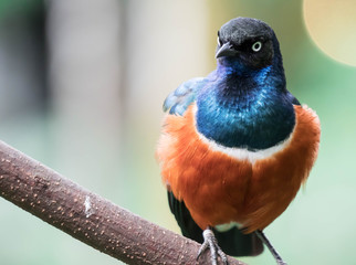 Superb Starling Bird Lamprotornis Superbus Sitting on Branch