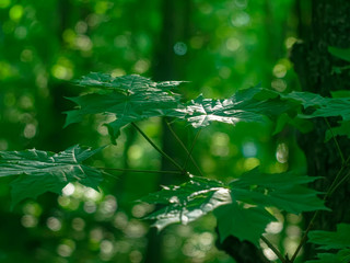 Fototapeta na wymiar little maple in the forest, Helios lens