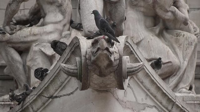 This was taken at a higher frame rate and has been converted to a slow motion video clip.
Close up of birds on a statue in New York City.