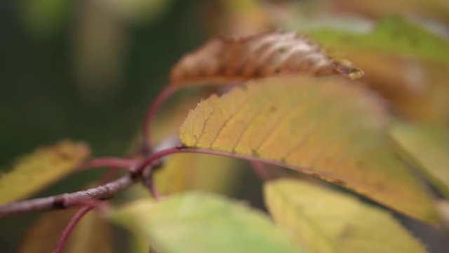 Close up and macro footage of leaves blowing in the wind.