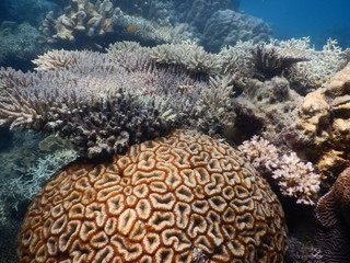 Naklejka na ściany i meble coral reef with tropical fish